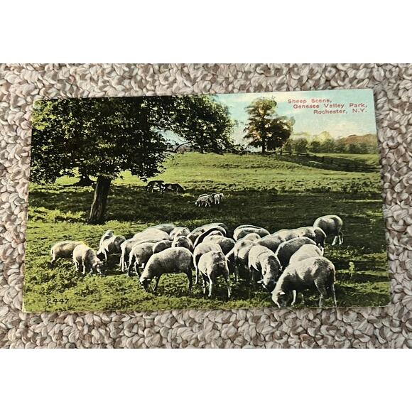 Postcard Other - Postcard- Sheep Scene Genesee Valley‎ Park Rochester NY Posted 1914